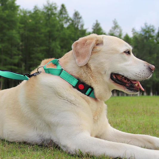 Martingale Dog Collar(12.5-16''), 6FT Double Handle Leash for Training, Teal - V1259-DP01-A-4635
