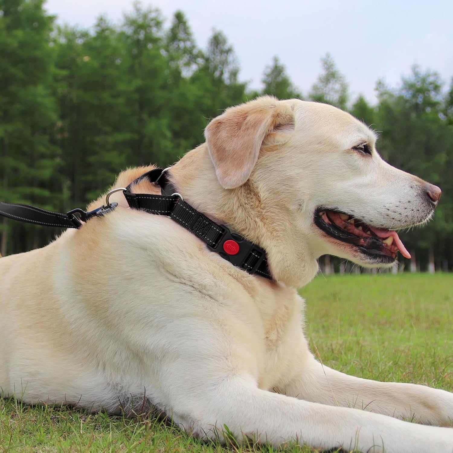 Martingale Dog Collar(12.5-16''), 6FT Double Handle Leash for Training, Black - V1259-DP01-A-4636
