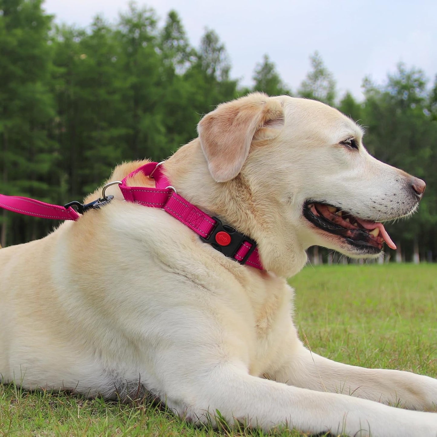 Martingale Dog Collar(16-20"), 6FT Double Handle Leash for Training, Hotpink - V1259-DP01-A-4637