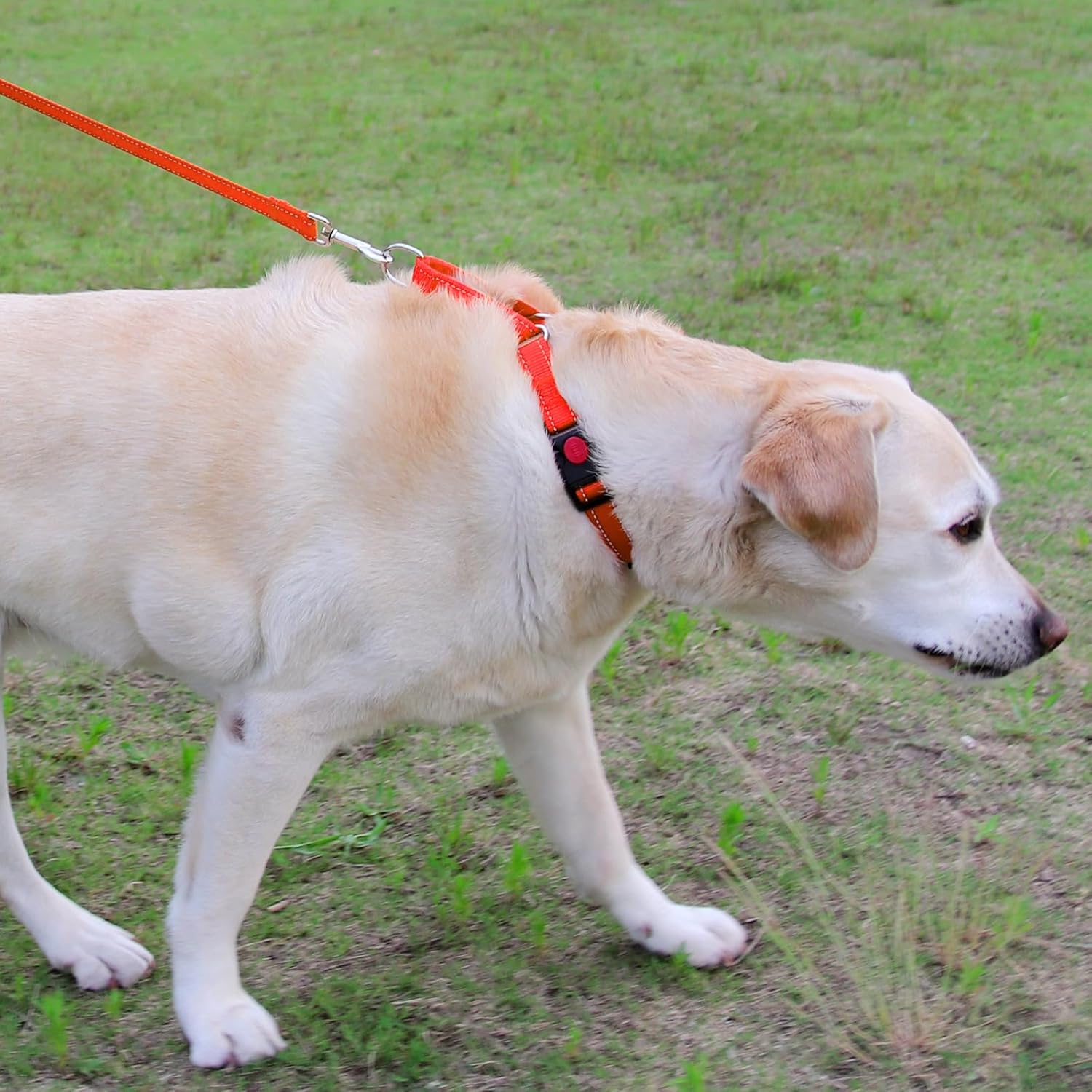 Martingale Dog Collar(16-20"), 6FT Double Handle Leash for Training, Orange - V1259-DP01-A-4638