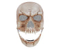 Adjustable Halloween Ghost Masque with Scary Looking Artificial Skeleton Face for Theme Parties Masquerade V1263-JX-1156