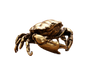Brass Crab Statue for Gift-Brass Color V1263-JX-483