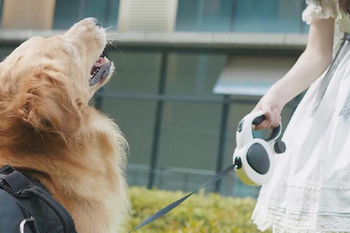 5m Auto Retractable Dog Leash with LED Light Pet Walking Lead for Small Medium Large Dogs - L V1263-JX-6250-2