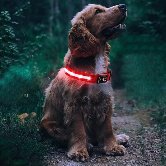 Luminous LED Pet Dog Collar Light-up USB Rechargeable Dog Collar Red - S V1263-JX-6907-1