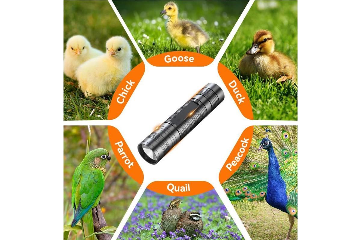 3 in 1 Egg Candler Light for Chicken Ostrich Eggs V1263-JX-7376