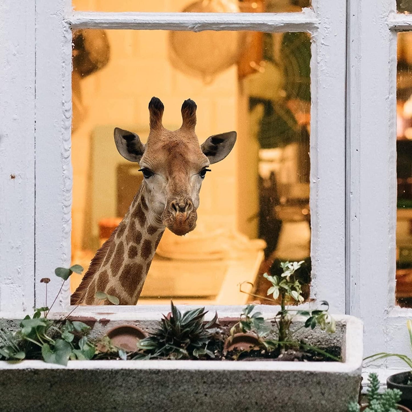 Cute Animals Window Decor Wall Stickers Funny Giraffe Wall Decals V1263-JX-7386