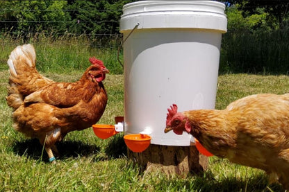 10Pcs Chicken Water Cup Feeder Automatic Drinking Bowl Poultry Cup-Orange V1263-JX-7497