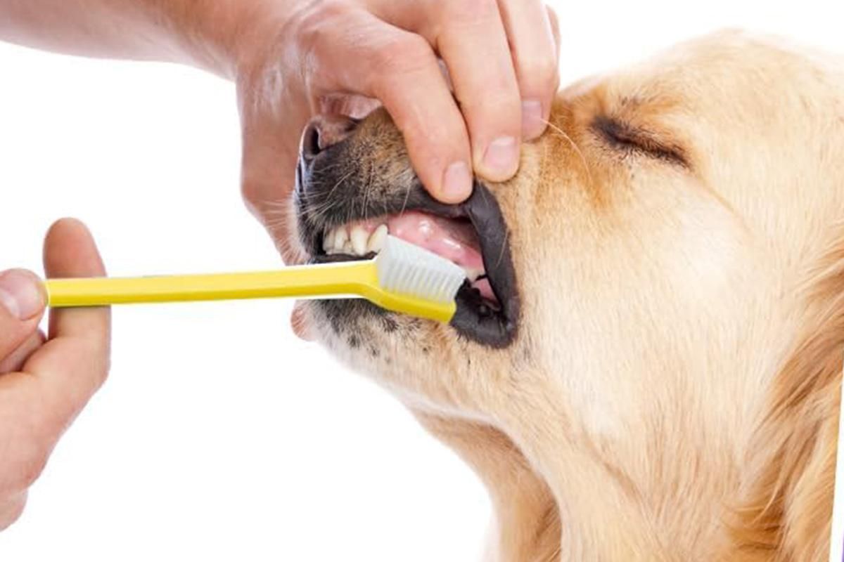 10 Pcs Pet Toothbrush Dual-End Long Handle for Dogs Cats V1263-JX-7498