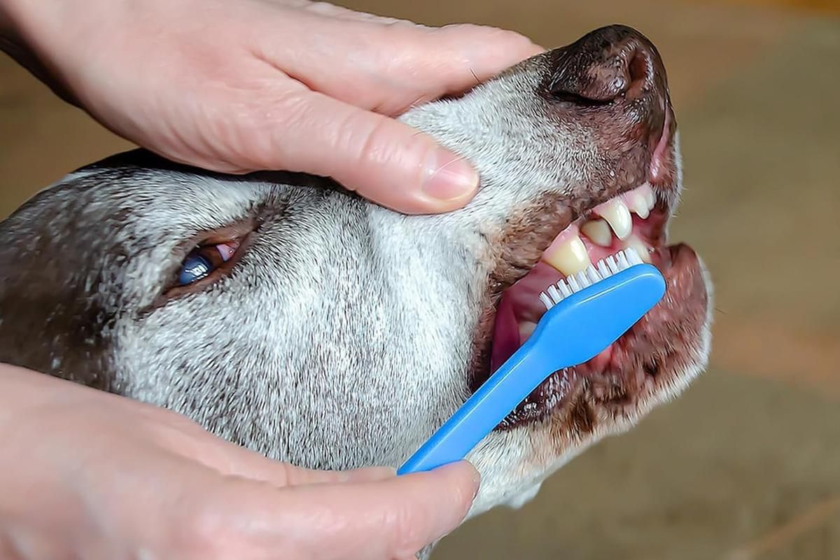 10 Pcs Pet Toothbrush Dual-End Long Handle for Dogs Cats V1263-JX-7498