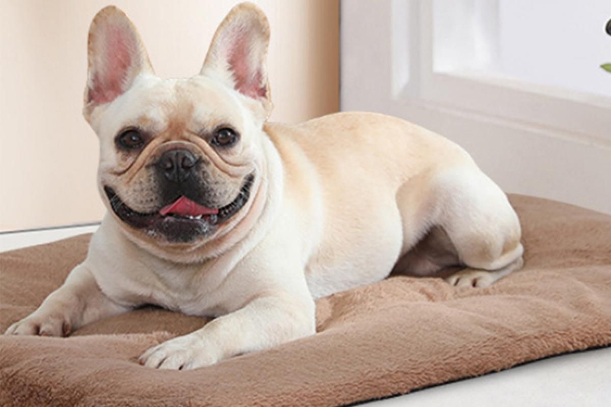 2Pcs Pet Blanket Self-Heating Bed Pad Cat Dog Self-Warming Cushion-Khaki S V1263-JX-7509-1