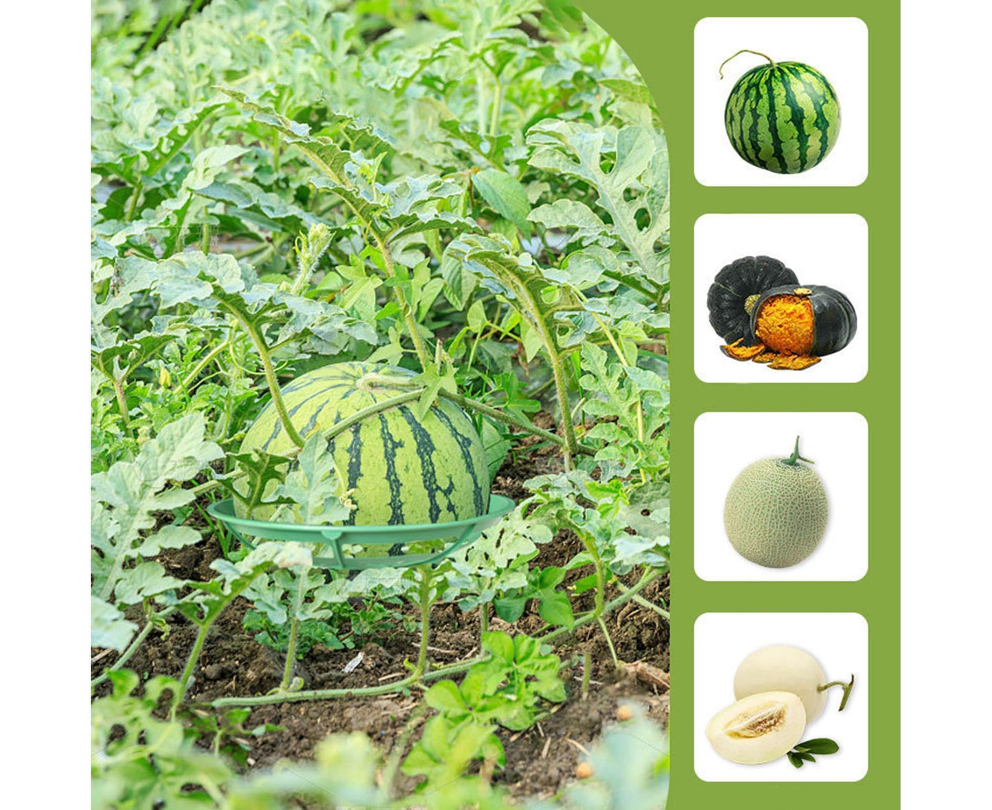 2Pcs Watermelon Growing Holders - Atrovirens L V1263-JX-935