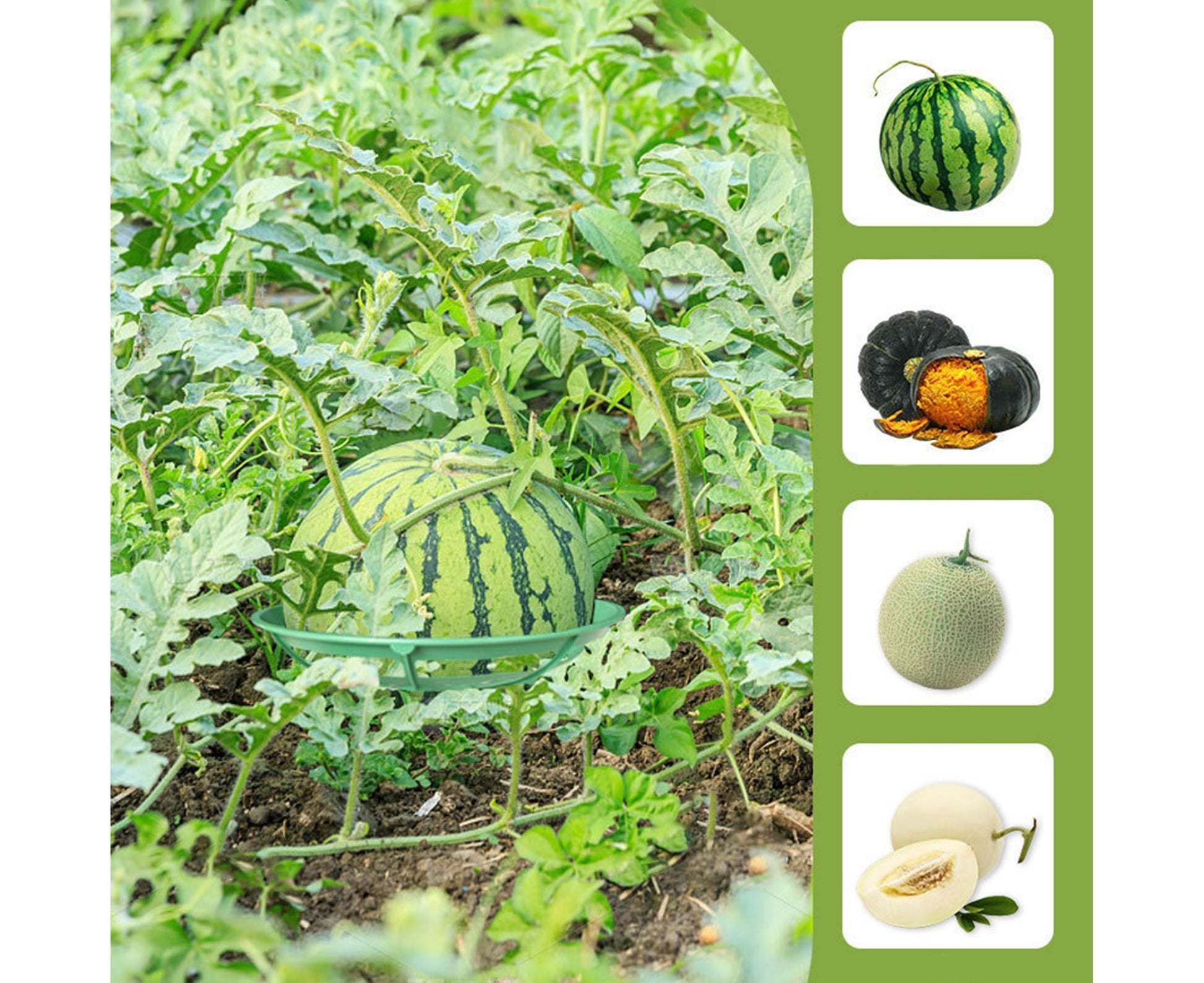 2Pcs Watermelon Growing Holders - Atrovirens L V1263-JX-935