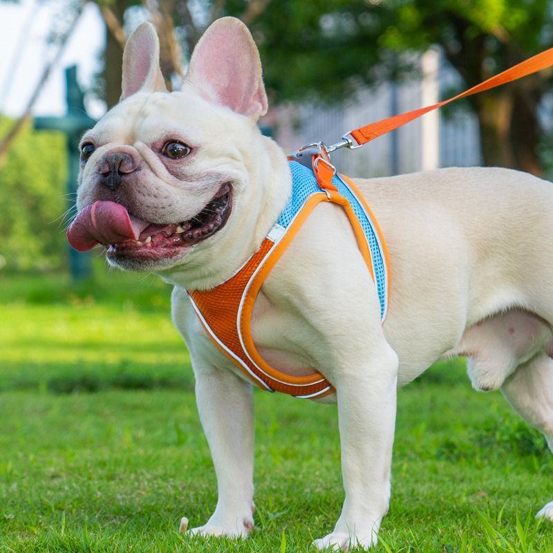 Breathable Reflective Pet Harness Set: Vest-Style Dog Harness + Leash - Blue-XXS V1265-AU-098-LAN-XXS