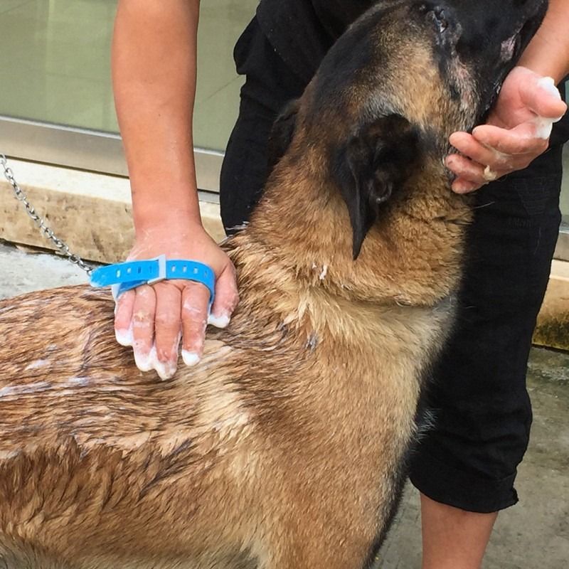 Multi-Functional Pet Shower Brush with Hose, Silicone Massage Sprayer for Dog Cat Bath Cleaning V1265-AU-253-LAN