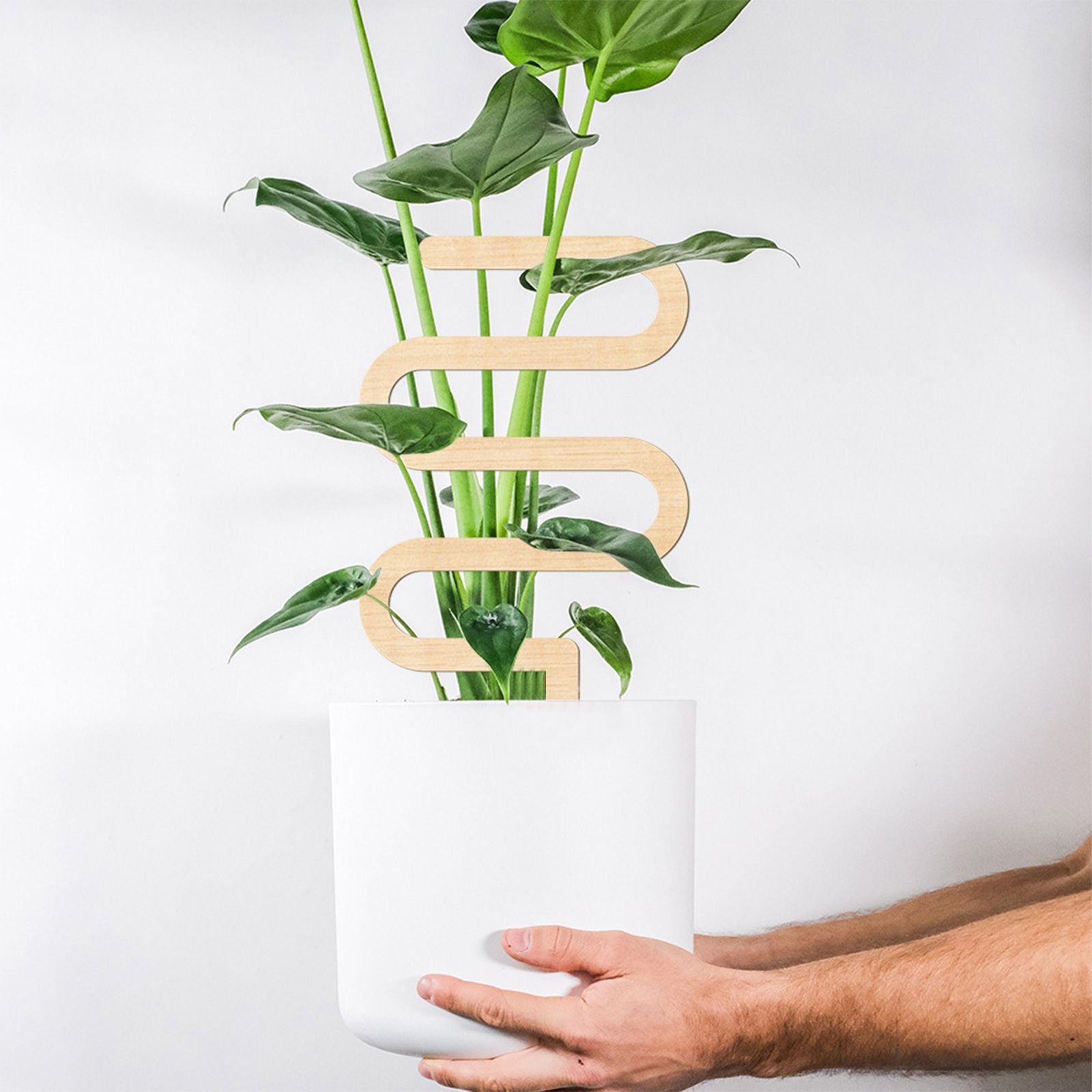 Climbing Vine Fixed Frame China Rose Flower Holder Indoor Flower Plant Support Pole V1294-YM0512-221105DJ02-3