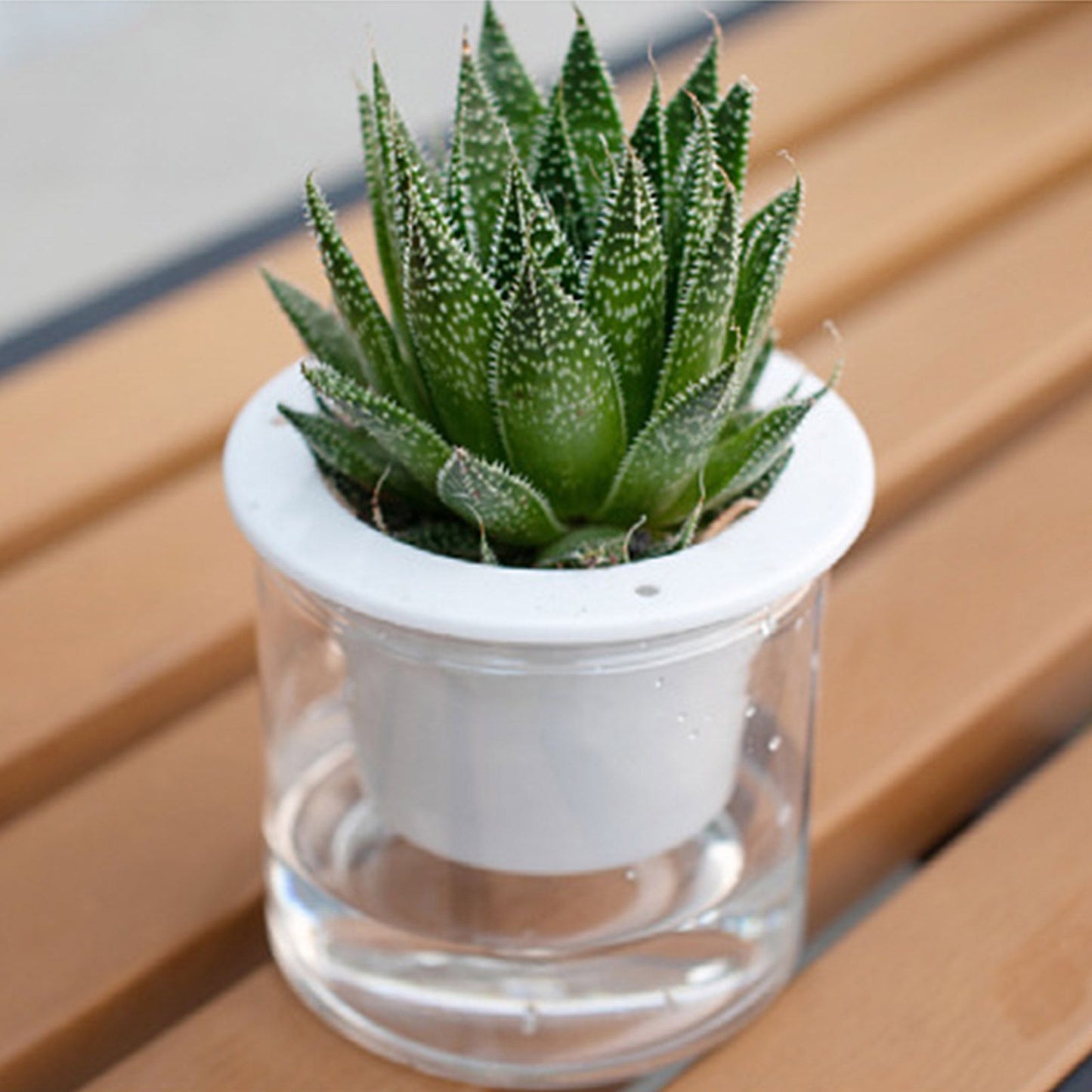 Automatic Water Absorbing Transparent Pot Creative Round Office Desktop Green Plant Hydroponic Plastic Flower V1294-YM0512-221209HR02-2