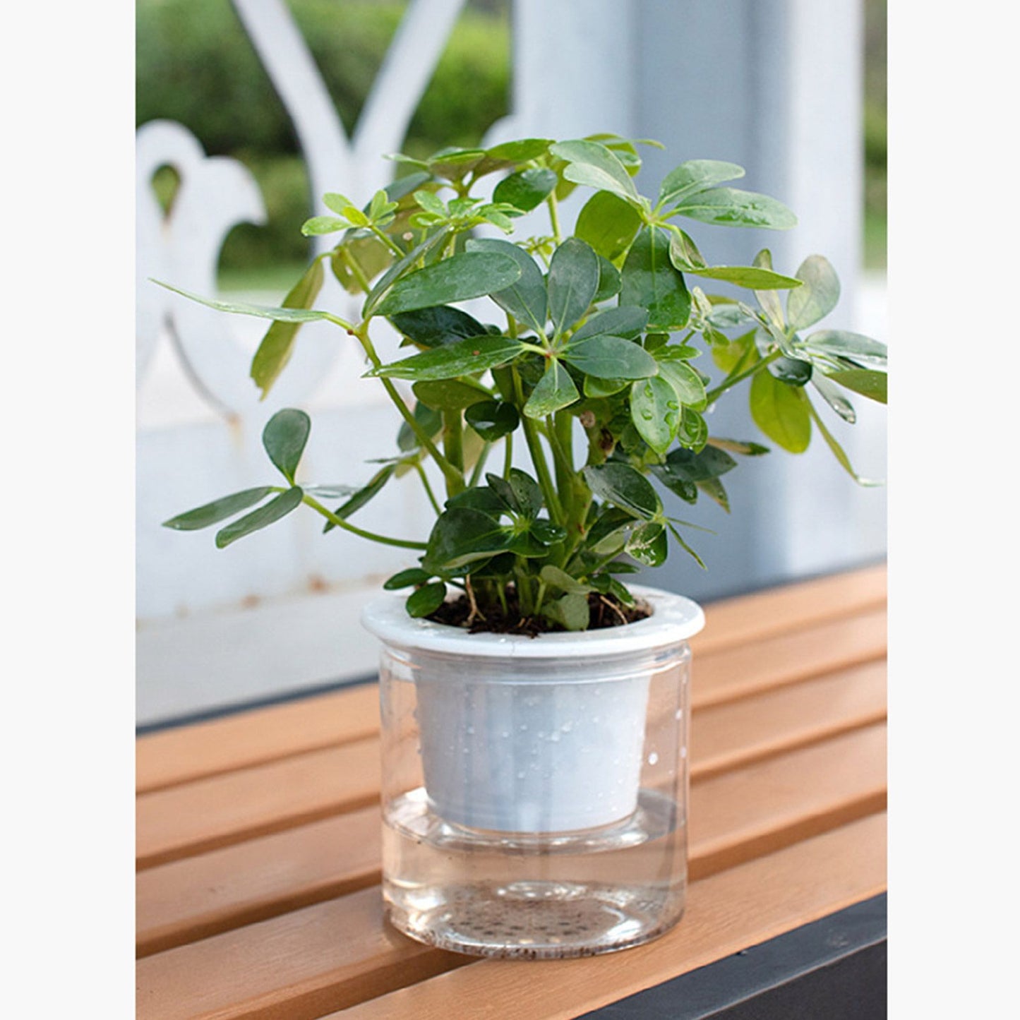 Automatic Water Absorbing Transparent Pot Creative Round Office Desktop Green Plant Hydroponic Plastic Flower V1294-YM0512-221209HR02-2