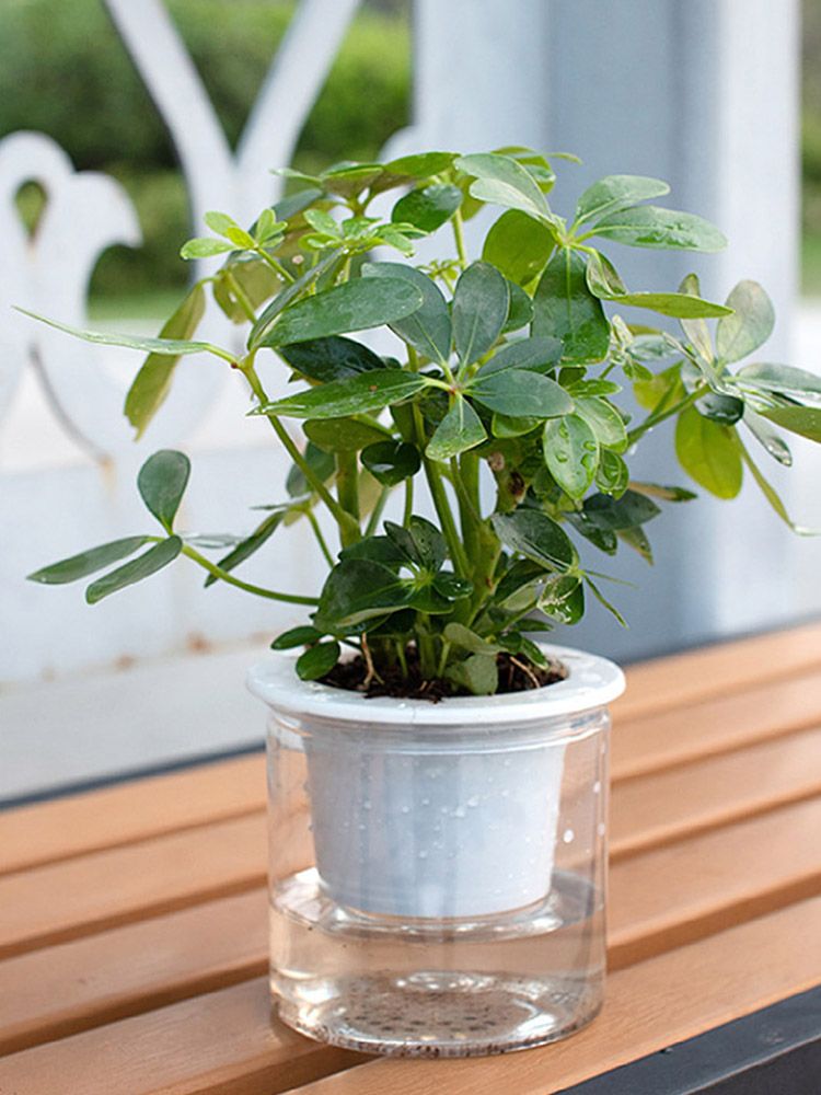 Automatic Water Absorbing Transparent Pot Creative Round Office Desktop Green Plant Hydroponic Plastic Flower V1294-YM0512-221209HR02-2
