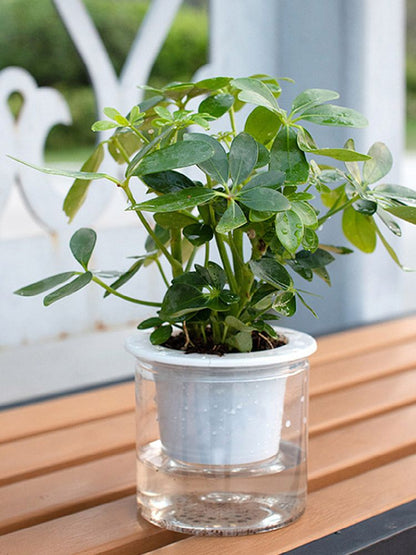 Automatic Water Absorbing Transparent Pot Creative Round Office Desktop Green Plant Hydroponic Plastic Flower V1294-YM0512-221209HR02-2