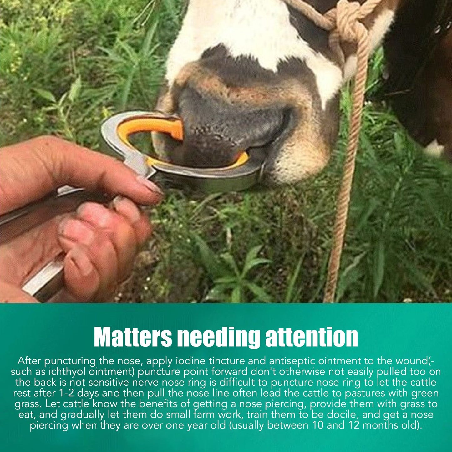 10 PCS Plastic Cow Nose Ring Large Cattle Breeding Nose Ring Livestock Nose Traction Rings V1294-YM0512-3111220290511