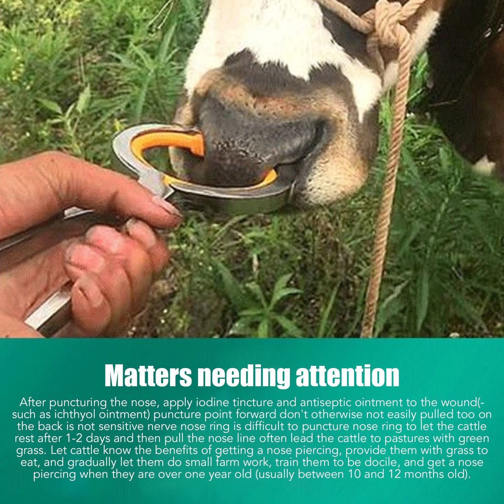 10 PCS Plastic Cow Nose Ring Large Cattle Breeding Nose Ring Livestock Nose Traction Rings V1294-YM0512-3111220290511