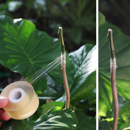 3pcs Grafting Tape Professional Stretchable Self Adhesive Plants Repair Budding Tapes for Floral Fruit Tree V1294-YM0521-3111230071711