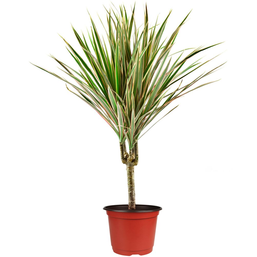 75 Pcs Plastic Plant Flower Pot Nursery Transplanting Pot Seeds Container Garden Decoration V1294-YM0523-10317349
