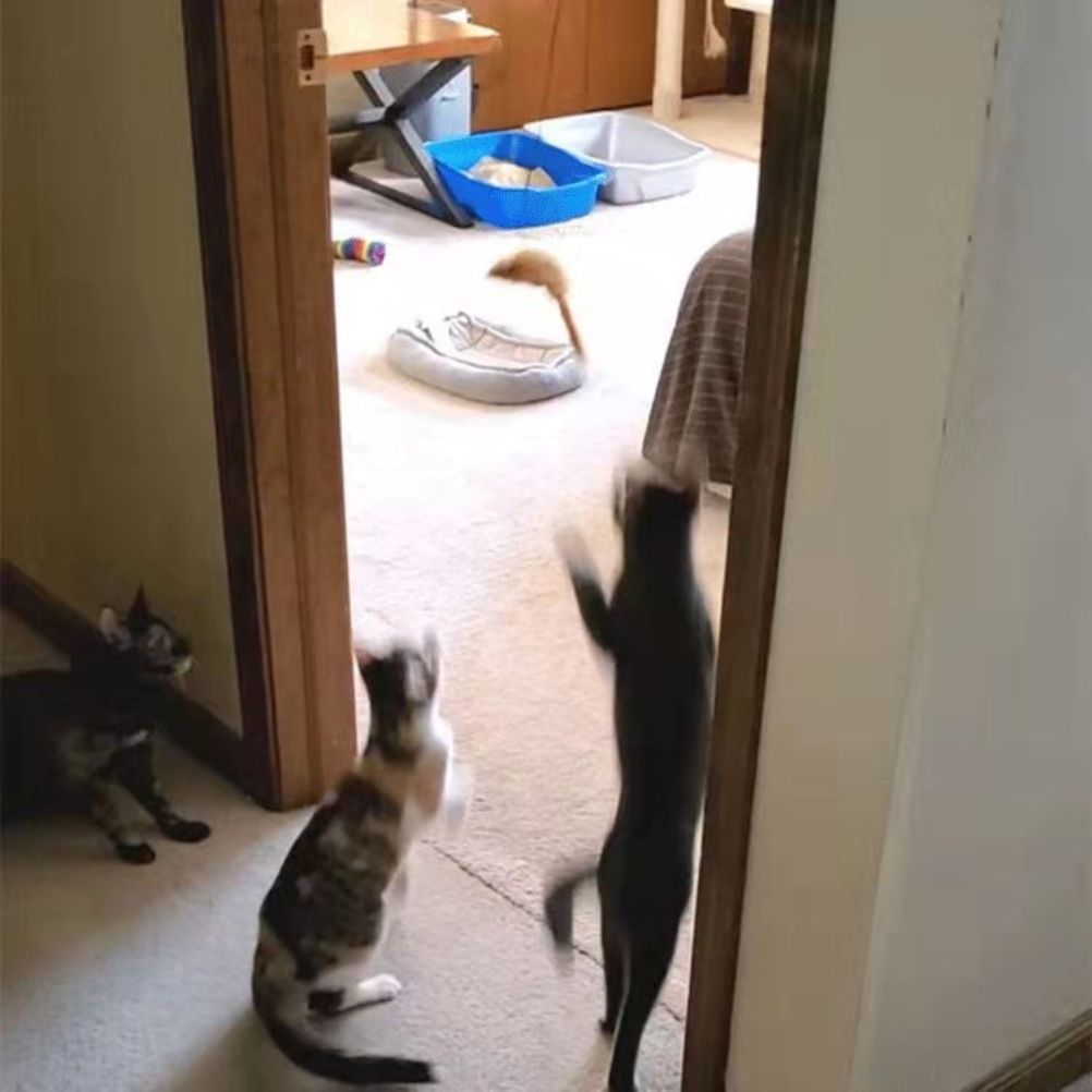 Automatic Cat Toy with Adjustable Elastic Rope Pet Toy Door Window Hanging Mouses Self Playing Toys for Cats V1294-YM0523-10335544