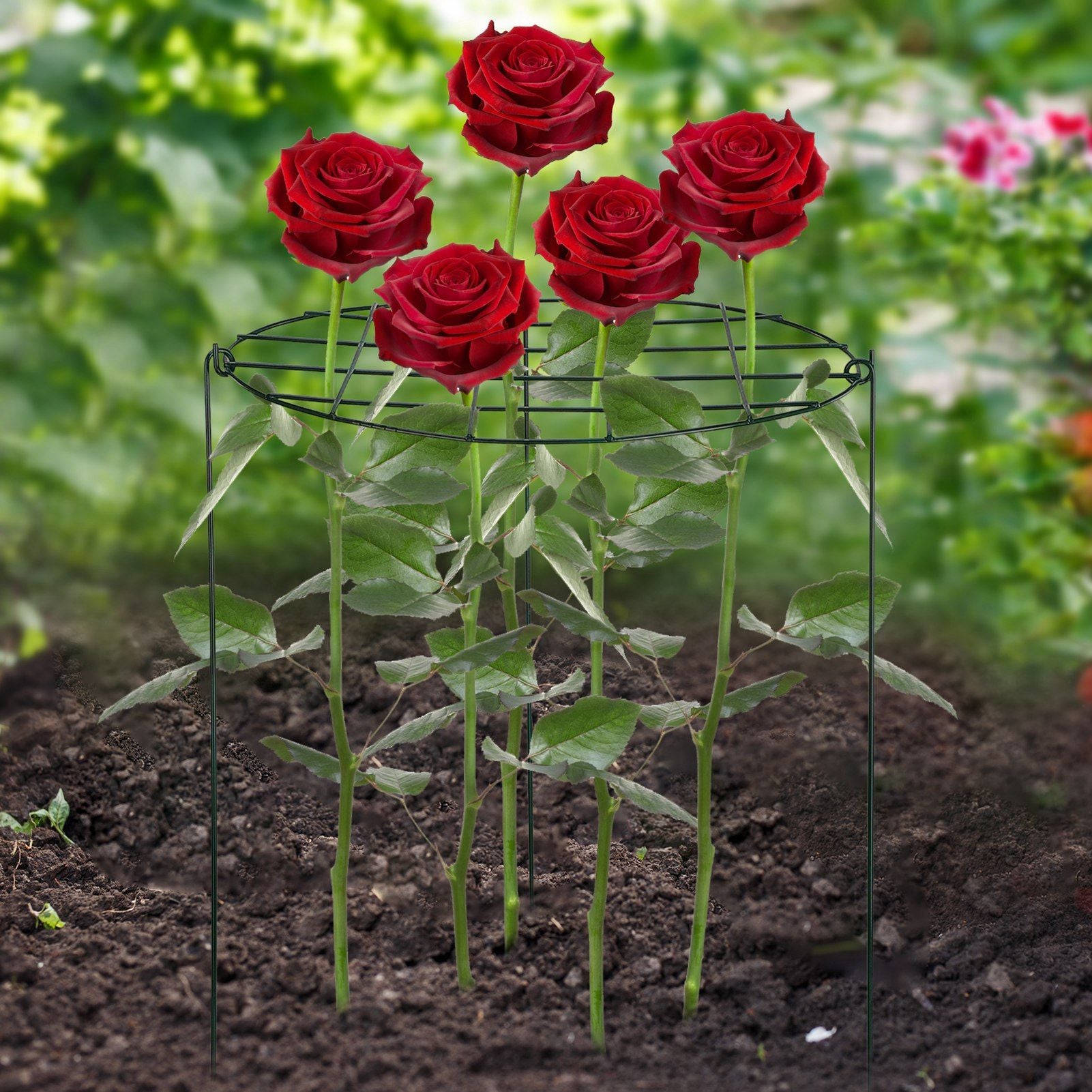 Garden Grid Shaped Iron Metal Plant Stand Strawberry Stand Plant Support Stake V1294-YM0523-211007QY01