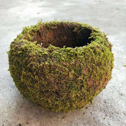 Japanese Style Moss Ball Gardening Potted Plant Moss Flower Pot V1294-YM0523-220316YA02-1
