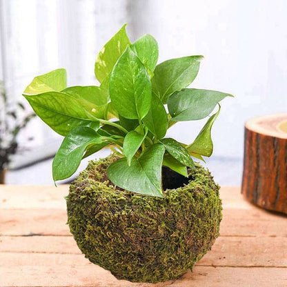 Japanese Style Moss Ball Gardening Potted Plant Moss Flower Pot V1294-YM0523-220316YA02-2