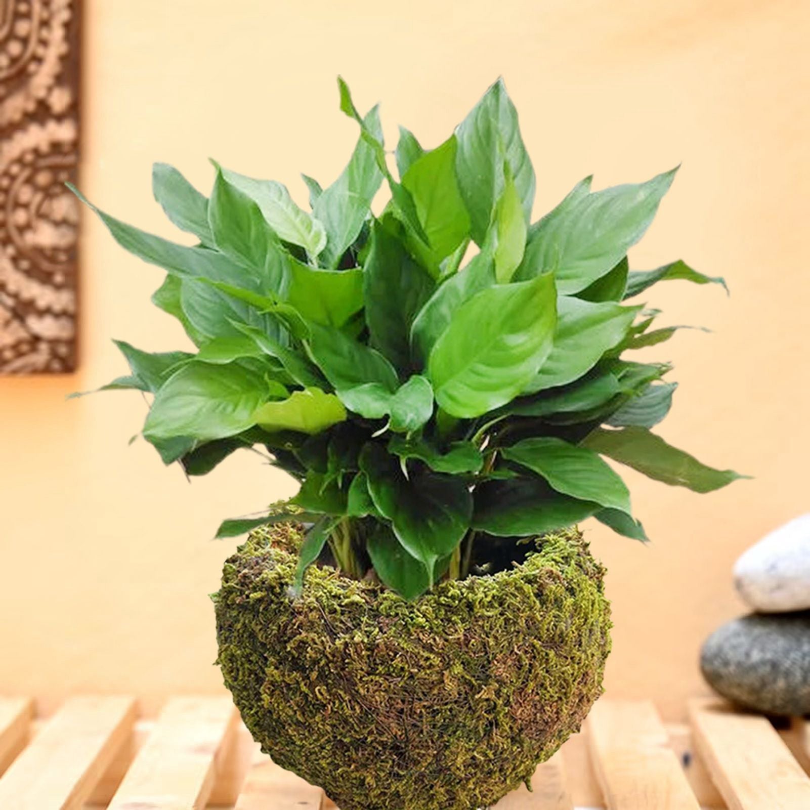 Japanese Style Moss Ball Gardening Potted Plant Moss Flower Pot V1294-YM0523-220316YA02-4