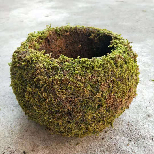 Japanese Style Moss Ball Gardening Potted Plant Moss Flower Pot V1294-YM0523-220316YA02-6