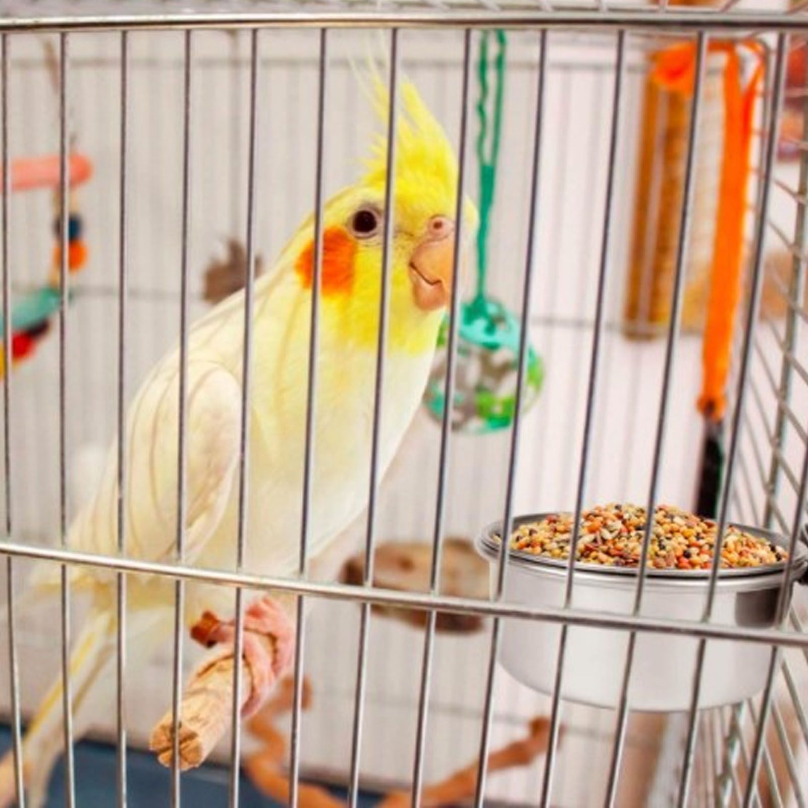 Stainless Steel Parrot Feeding Bowl with Rattan Ball for Hamster Small Animals V1294-YM0523-3111210374611