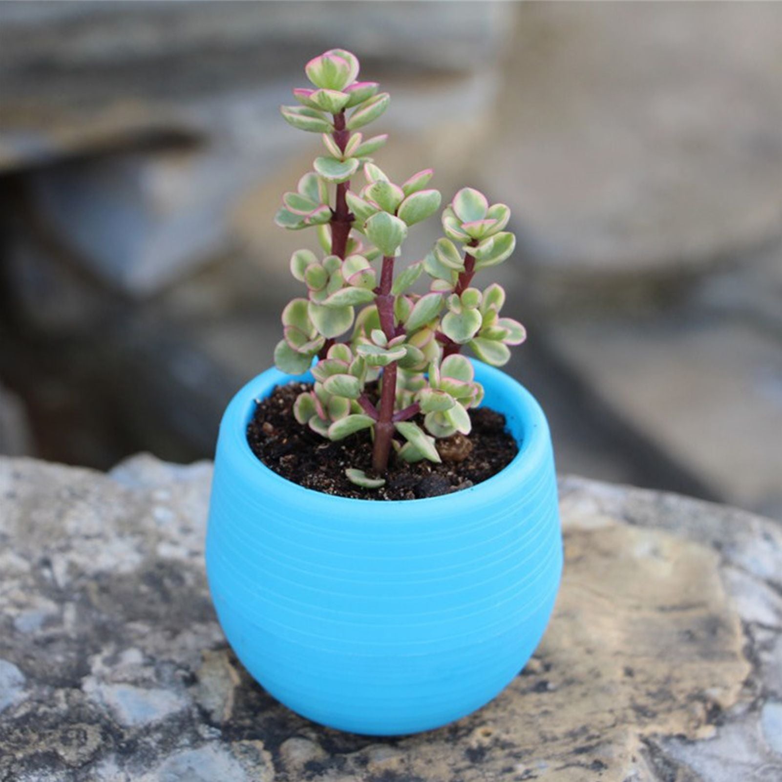 Succulent Pot Mini Seedling Flower Container Plastic Flower Pot for Garden Courtyard BalconyBlue V1294-YM0523-3111220000113