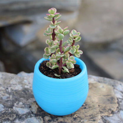 Succulent Pot Mini Seedling Flower Container Plastic Flower Pot for Garden Courtyard BalconyBlue V1294-YM0523-3111220000113