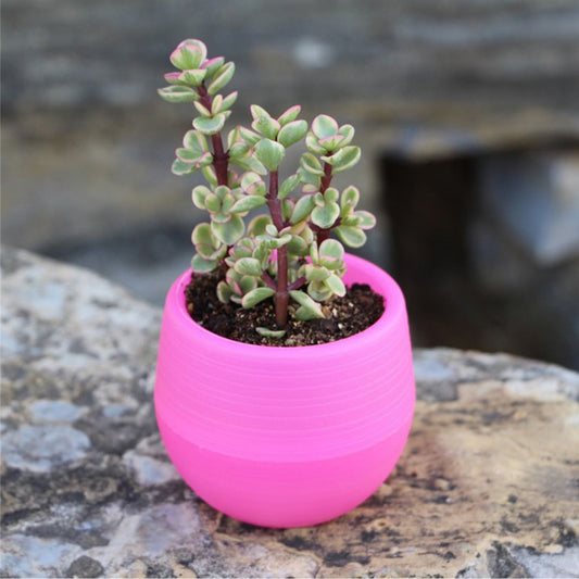Succulent Pot Mini Seedling Flower Container Plastic Flower Pot for Garden Courtyard BalconyRose Red V1294-YM0523-3111220000115