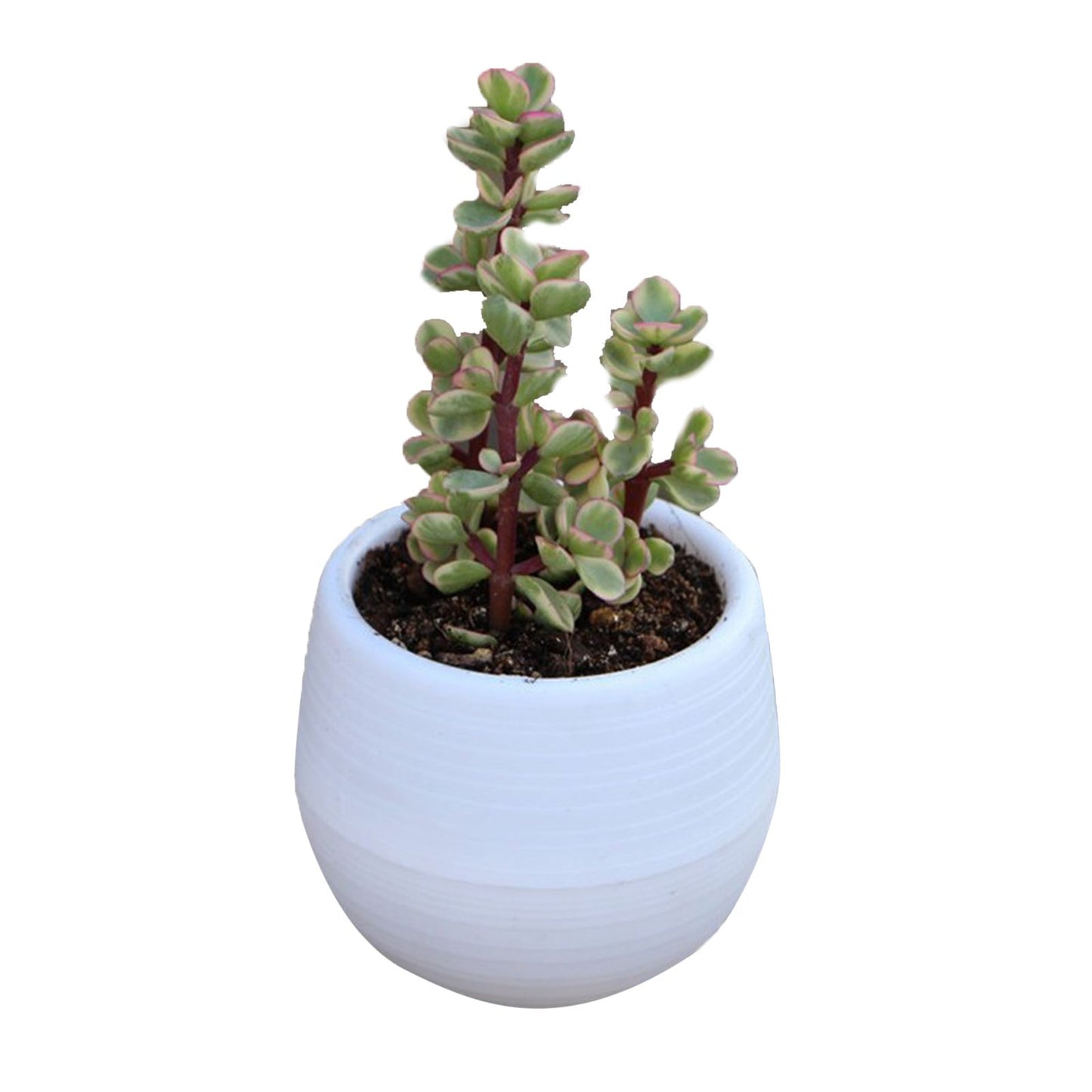 Succulent Pot Mini Seedling Flower Container Plastic Flower Pot for Garden Courtyard BalconyWhite V1294-YM0523-3111220000116
