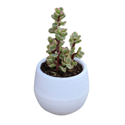 Succulent Pot Mini Seedling Flower Container Plastic Flower Pot for Garden Courtyard BalconyWhite V1294-YM0523-3111220000116
