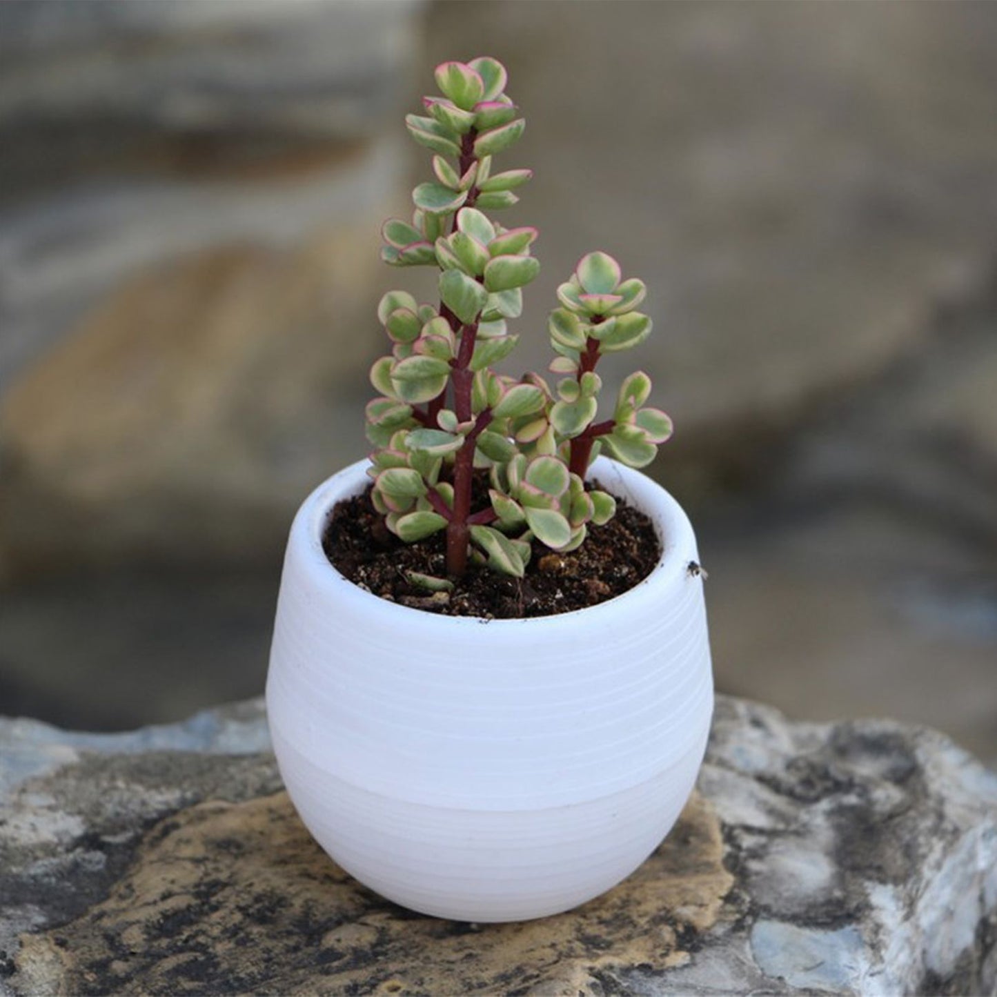 Succulent Pot Mini Seedling Flower Container Plastic Flower Pot for Garden Courtyard BalconyWhite V1294-YM0523-3111220000116