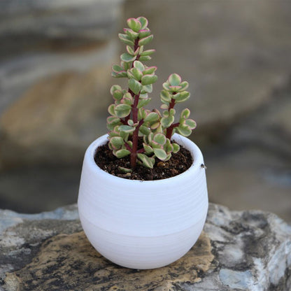 Succulent Pot Mini Seedling Flower Container Plastic Flower Pot for Garden Courtyard BalconyWhite V1294-YM0523-3111220000116