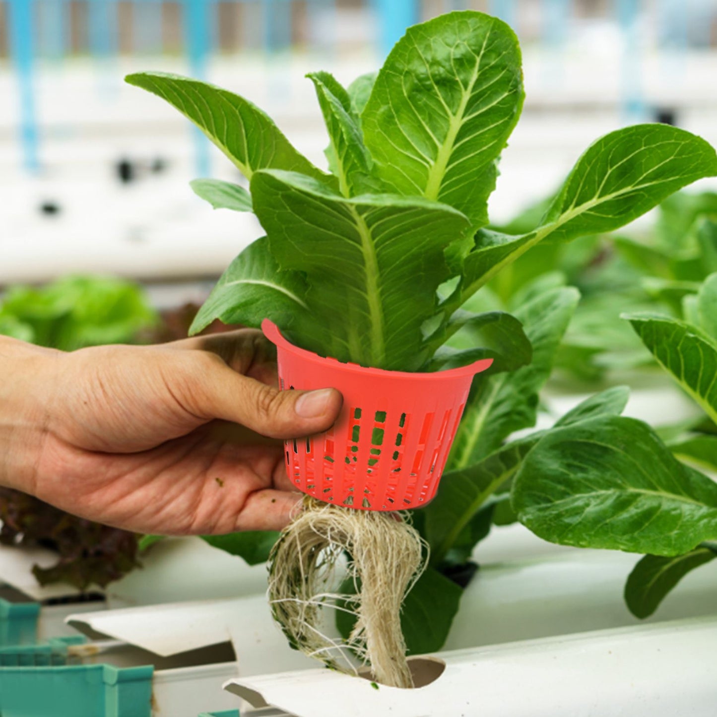 10PCS Planting Basket Plant Cultivation Basket Plastic Hydroponic Planting Mesh Cup for Garden V1294-YM0523-3111220054511