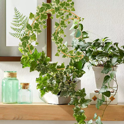 Plant Climbing Frame Climbing Vine Iron Flower Frame Moon Bracket Plant Trellis V1294-YM221027TW02-0421