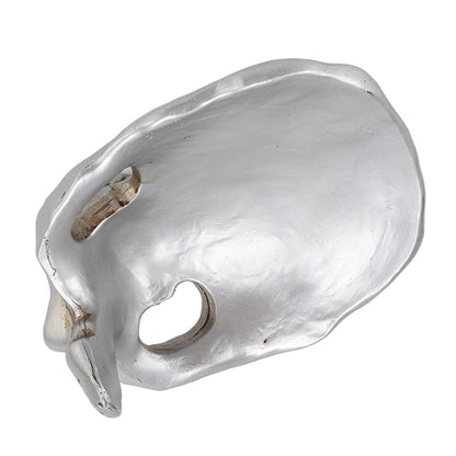 Skull Glasses Stand Decorative Synthetic Resin Statue Eyeglasses Display Holder for Home Office V1294-YM3117220234111-0421