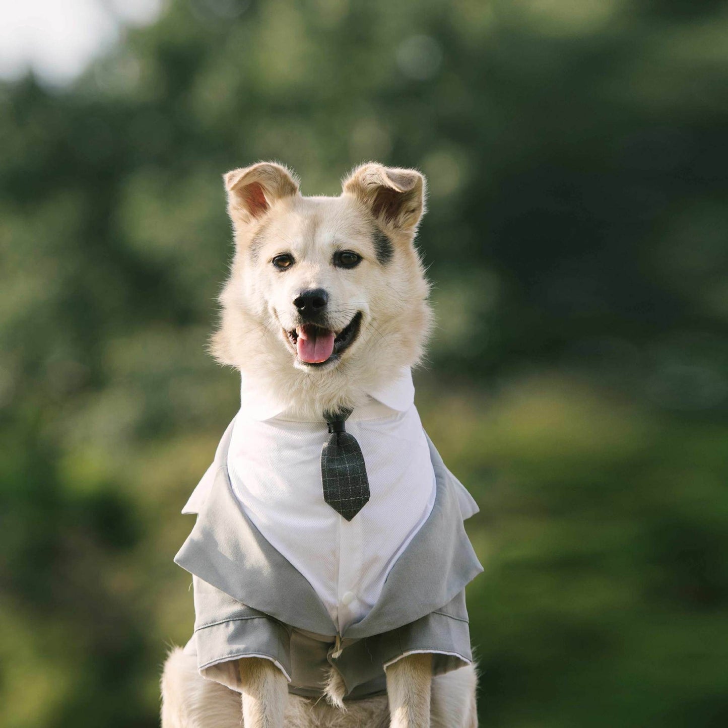 Pet Suit Dog Tuxedo Wedding little tail Polyester Light gray V1328-4984921772020