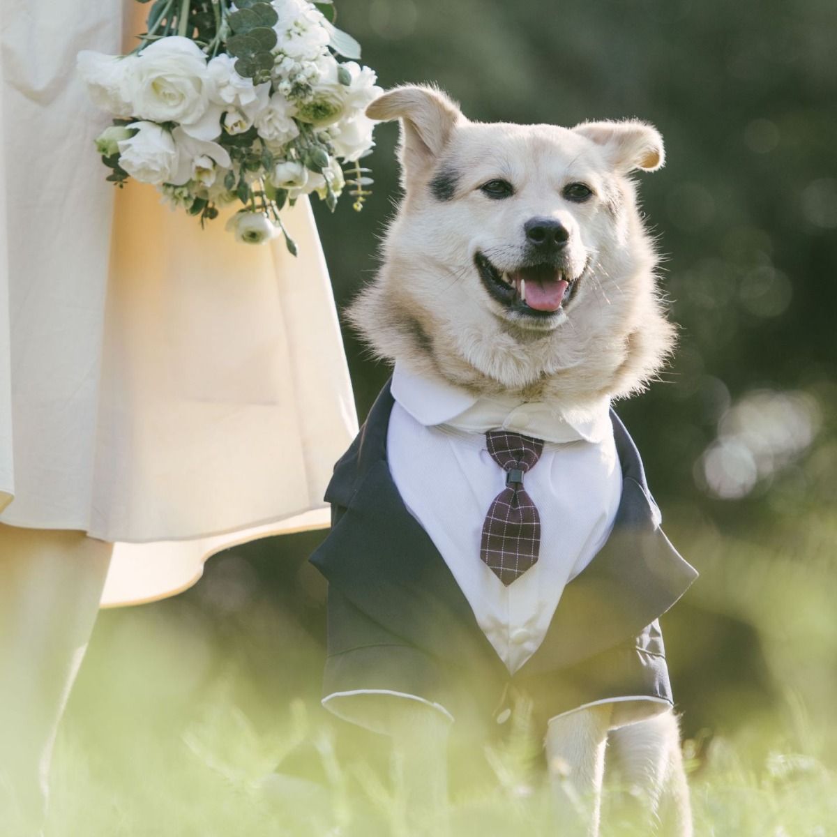 Pet Suit Dog Tuxedo Wedding little tail Polyester Khaki 5XL V1328-4988633064643