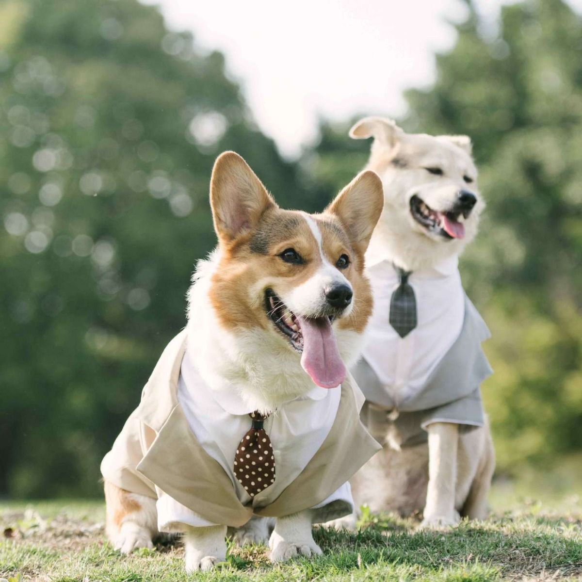 Pet Suit Dog Tuxedo Wedding little tail Polyester Individual tie (average size, order Note color) L V1328-5022343161843