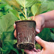 10pcs Biodegradable Seedling Trays 12-Hole Garden Starter V178-66812