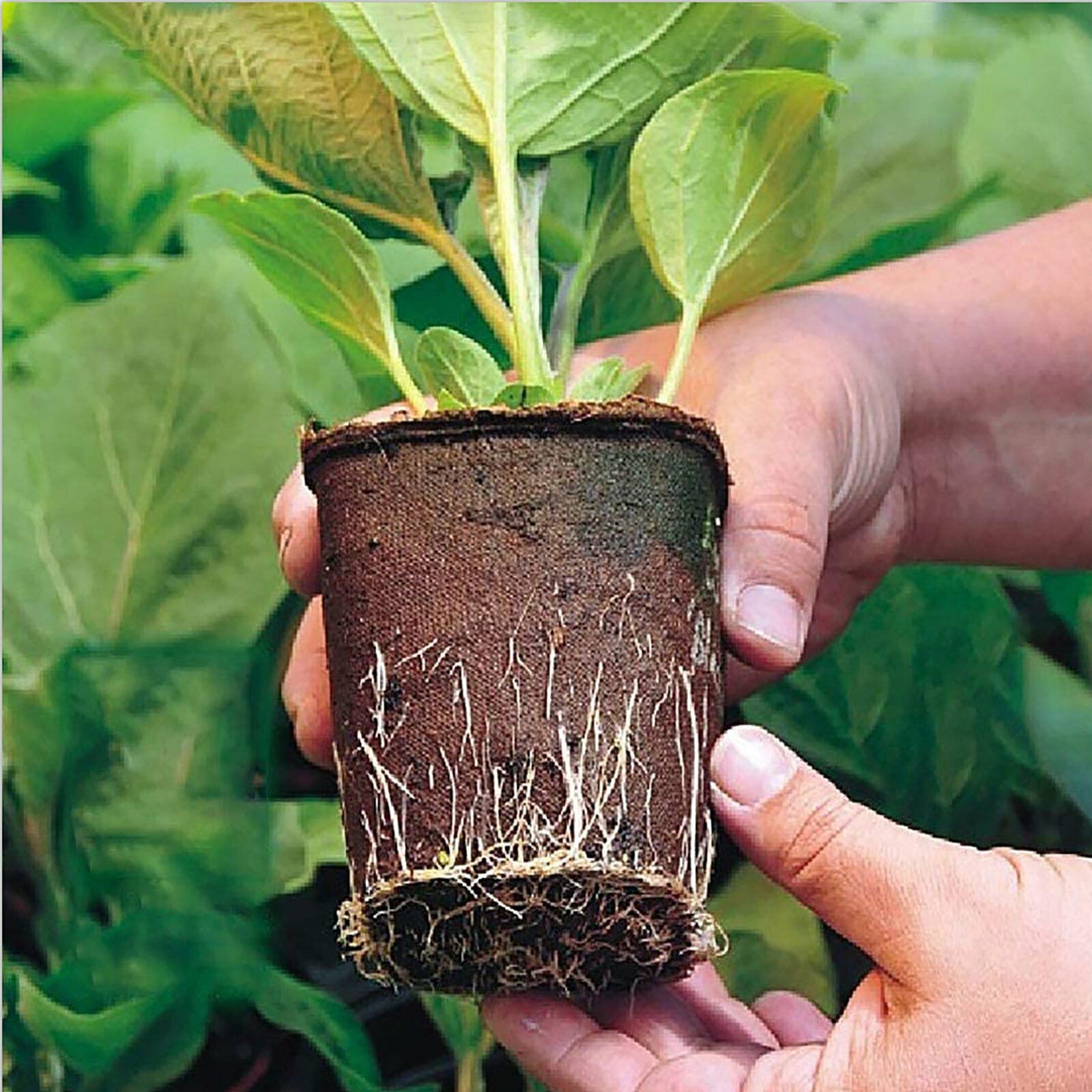 10pcs Biodegradable Seedling Trays 12-Hole Garden Starter V178-66812