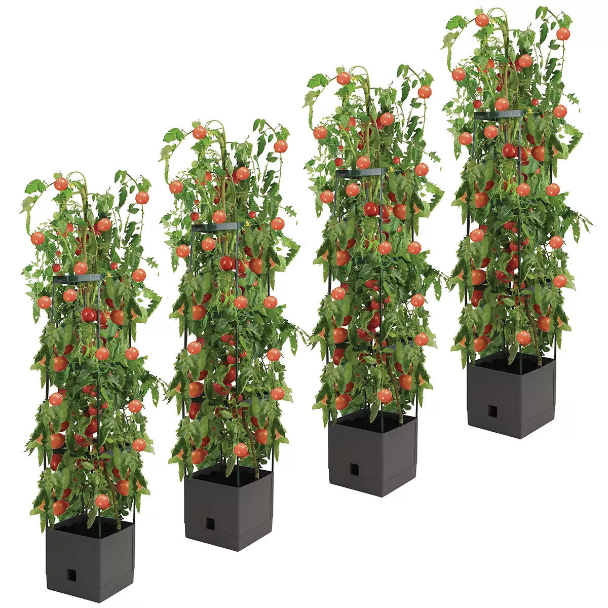 Tomato Tower With 3 Tier Frame 4 x Pack V178-67256